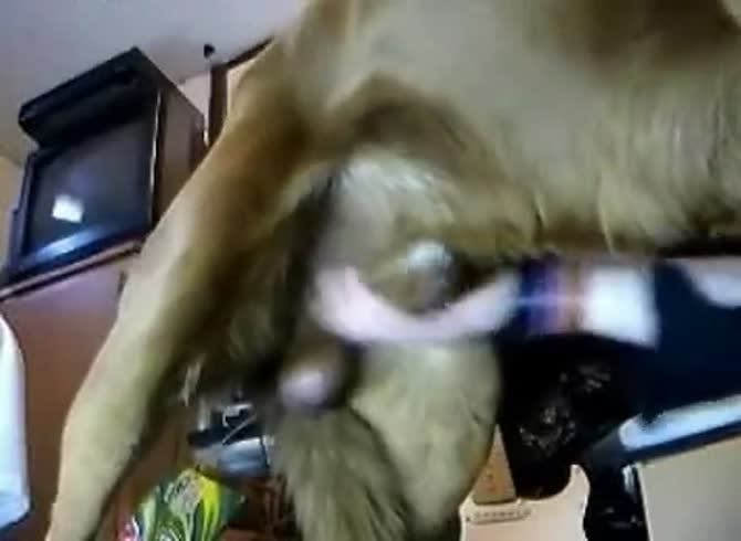 Video :Lady grabs dog dick and masturbated it